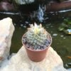 Mammillaria Schiedeana Golden Barrel Cactus Plant