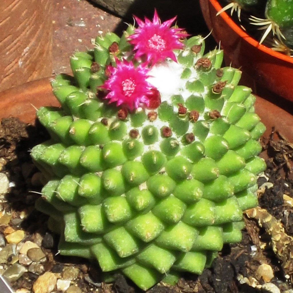 Mammillaria Polythele Toluca Cactus Plant 2 Mammillaria Polythele Toluca Cactus Plant - Image 2