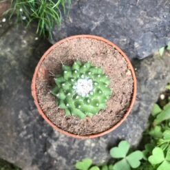 Mammillaria Polythele Toluca Cactus Plant 15 Mammillaria Polythele Toluca Cactus Plant -Plant Life Decor Shop Mammillaria Tuloca 4