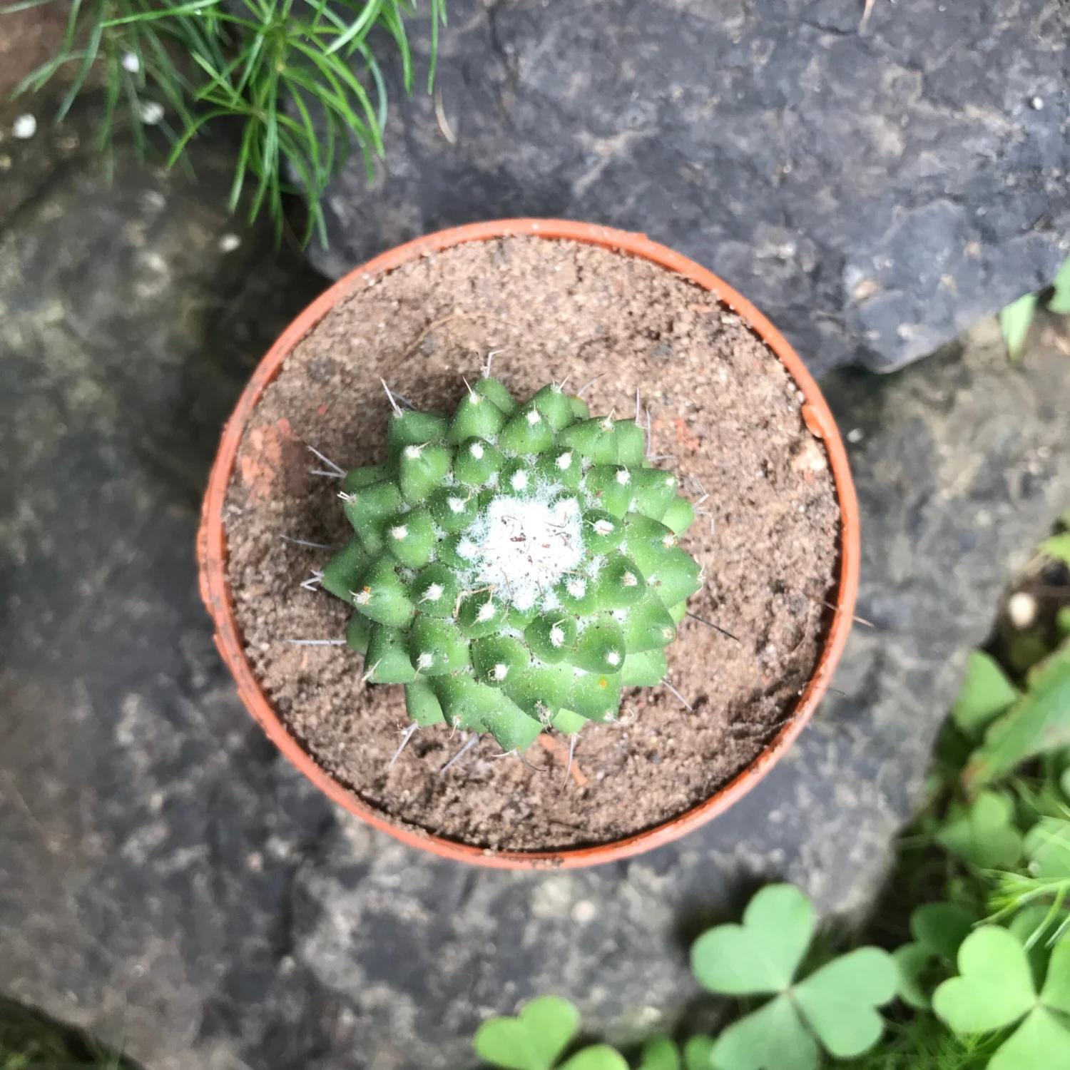 Mammillaria Polythele Toluca Cactus Plant 7 Mammillaria Polythele Toluca Cactus Plant - Image 7