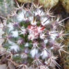Mammillaria Voburnensis Subsp. Eichlamii Cactus Plant