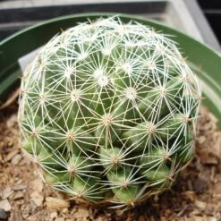 Mammillaria Camptotricha Birds Nest Cactus Plant