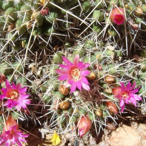 Mammillaria Compressa Mother Of Hundreds Cactus Plant