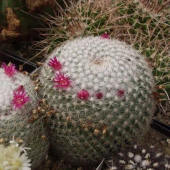 Mammillaria Elegans Elegant Nipple Cactus Plant