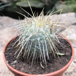 Mammillaria Nejapensis Var. Longispina Cactus Plant -Plant Life Decor Shop Mammillaria nejapensis Silver Arrows 1 37477b7c a4aa 44f5 b120 fe9054b2f787