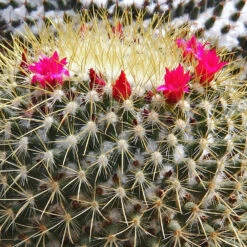 Mammillaria Rodantha Rainbow Pincushion Cactus Plant -Plant Life Decor Shop Mammillaria rhodantha FLOWER