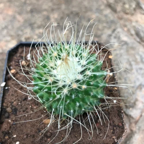 Mammillaria Spinosissima Cv. Un Pico Cactus Plant -Plant Life Decor Shop Mammillaria spinosissima UnPico 1
