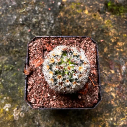 Mammillaria Carmenae 'Rubrispina White' Cactus Plant 5 Mammillaria Carmenae 'Rubrispina White' Cactus Plant -Plant Life Decor Shop MammillariacarmenaeRubrispinawhite