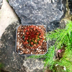 Mammillaria Carmenae Rubrispina Cactus Plant -Plant Life Decor Shop Mammillariacarmenae Rubrispina