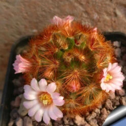 Mammillaria Carmenae Rubrispina Cactus Plant -Plant Life Decor Shop Mammillariacarmenae Rubrispina flowers
