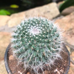 Mammillaria Hahniana Old Lady Cactus Plant -Plant Life Decor Shop Mammillariahahniana 2