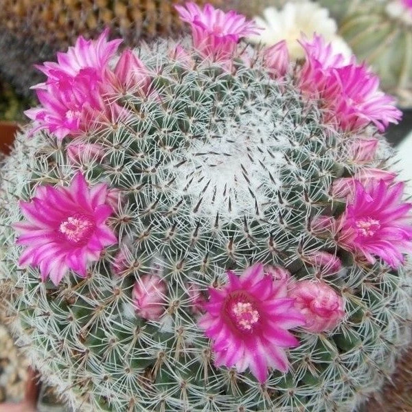 Mammillaria Perbella Cactus Plant 2 Mammillaria Perbella Cactus Plant - Image 2