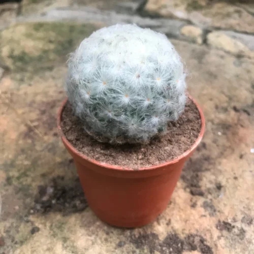 Mammillaria Plumosa Cactus Plant