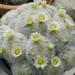 Mammillaria Plumosa Cactus Plant -Plant Life Decor Shop Mammillariaplumosa 4