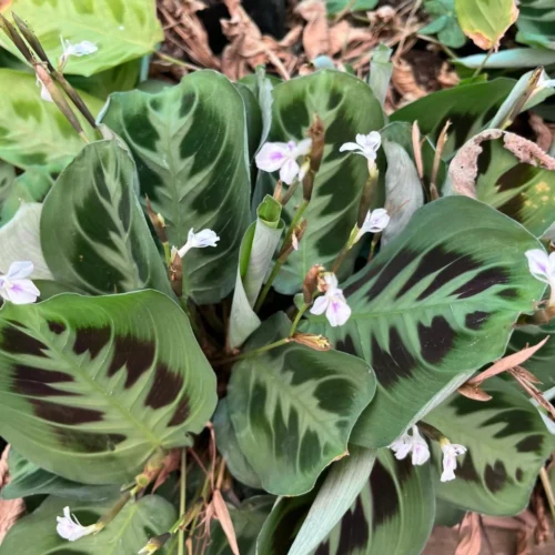 Maranta Leuconeura 'Kerchoveana' Plant