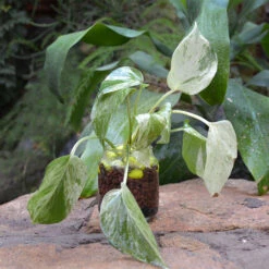Titelseite -Plant Life Decor Shop Marble Queen Pothos 1