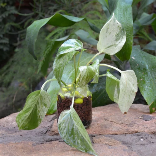 Titelseite -Plant Life Decor Shop Marble Queen Pothos 1