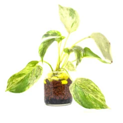 Royal Mottle Water Terrarium Kit -Plant Life Decor Shop Marble Queen Pothos 2