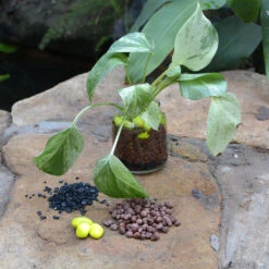 Royal Mottle Water Terrarium Kit