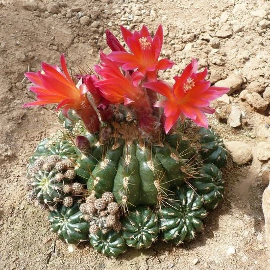 Matucana Polzii Cactus Plant 2 Matucana Polzii Cactus Plant - Image 2