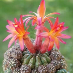 Matucana Polzii Cactus Plant