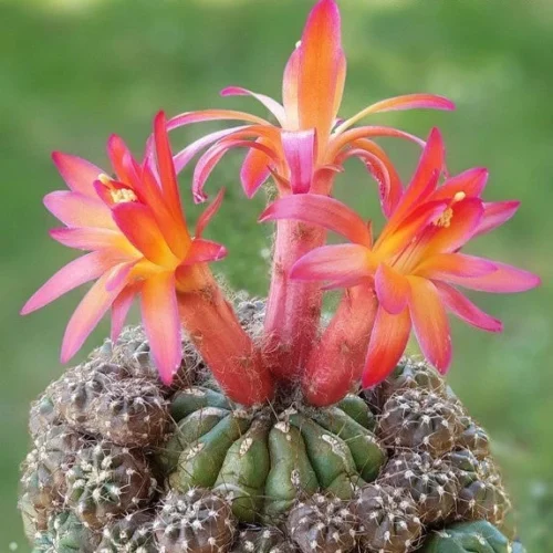 Matucana Polzii Cactus Plant