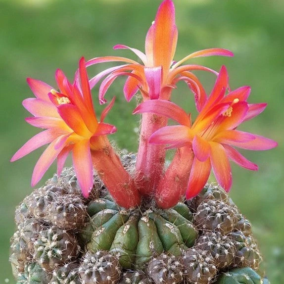 Matucana Polzii Cactus Plant 1 Matucana Polzii Cactus Plant