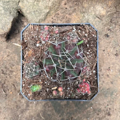 Matucana Polzii Cactus Plant 7 Matucana Polzii Cactus Plant -Plant Life Decor Shop MatucanaPolzii 6