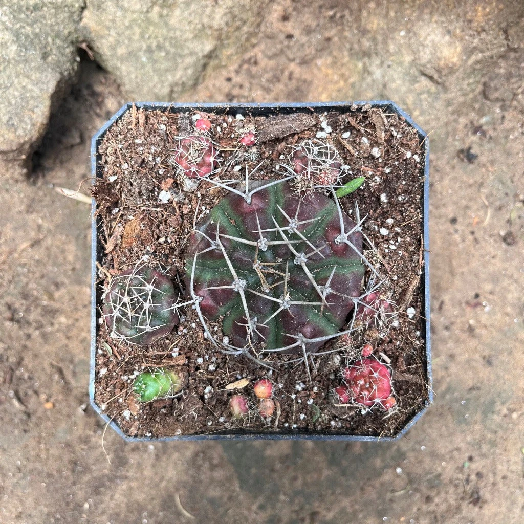 Matucana Polzii Cactus Plant 3 Matucana Polzii Cactus Plant - Image 3