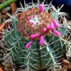 Melocactus Azureus Melon Cactus Plant
