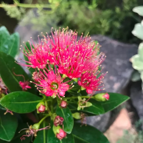 Metrosideros Carminea Plant