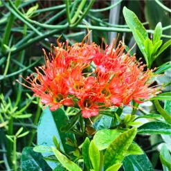 Metrosideros Excelsa Plant