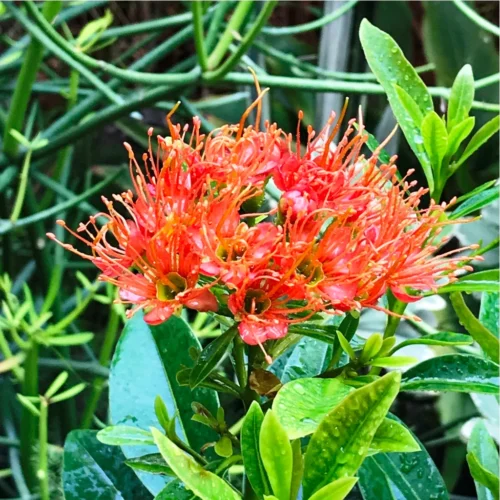 Metrosideros Excelsa Plant