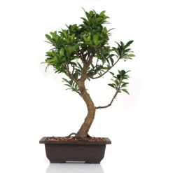 Bonsai Microcarpa Ficus (Mature) Plant -Plant Life Decor Shop MicrocarpaFicus5years