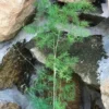 Asparagus Myriocladus Fern Plant