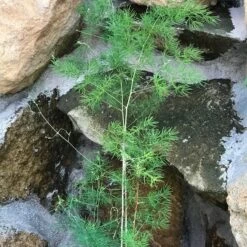 Asparagus Myriocladus Fern Plant