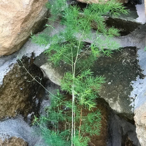 Asparagus Myriocladus Fern Plant
