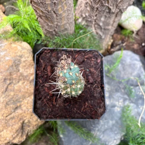 Miqueliopuntia Miquelii Cactus Plant 10 Miqueliopuntia Miquelii Cactus Plant -Plant Life Decor Shop Miqueliopuntiamiquelii 1