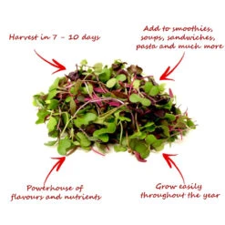 Eco Microgreen Grow Kit (Large) -Plant Life Decor Shop MircogreenKit 3