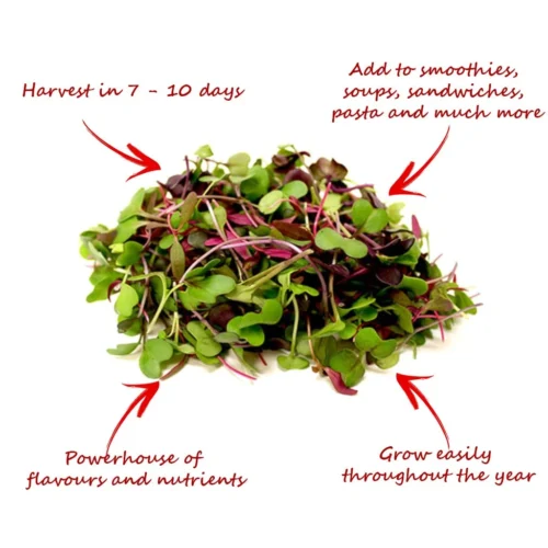 Eco Microgreen Grow Kit (Small) -Plant Life Decor Shop MircogreenKit 3 784f4d17 810c 4262 930c 115e39b9009f