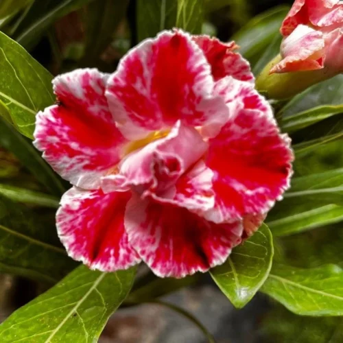 Miss Bangkok Adenium Plant