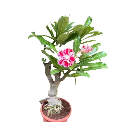 Miss Bangkok Adenium Plant 13 Miss Bangkok Adenium Plant -Plant Life Decor Shop Miss Bangkok Adenium