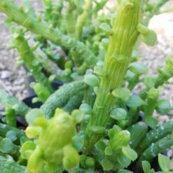 Monadenium Ellenbeckii Octopus Arms Succulent Plant -Plant Life Decor Shop Monadenium ellenbeckii2