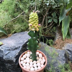 Monadenium Ritchiei F. Variegata Cactus Plant -Plant Life Decor Shop Monadenium ritchiei f. variegata 2