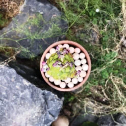 Monadenium Ritchiei F. Variegata Cactus Plant -Plant Life Decor Shop Monadenium ritchiei f. variegata