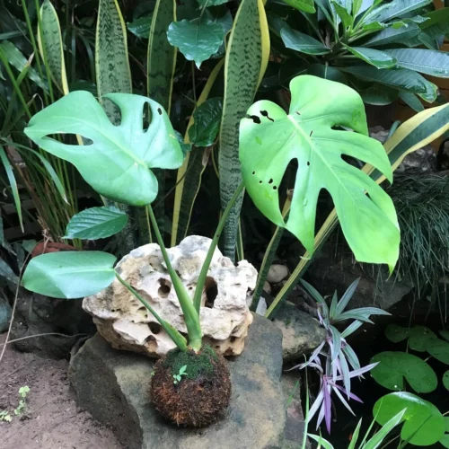 Kokedama Moss Ball Monstera Deliciosa Plant -Plant Life Decor Shop Monstera 2