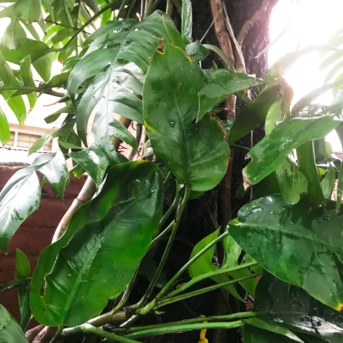 Epipremnum Pinnatum Plant -Plant Life Decor Shop MonsteraDeliciosa 1 e2478751 545d 4931 af5e 8a2abc07a714