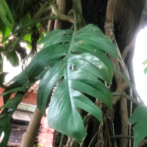 Epipremnum Pinnatum Plant -Plant Life Decor Shop MonsteraDeliciosa 6 6e2f1e4b d4e8 4068 b1f1 ef65687e0db1