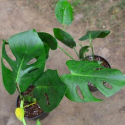 Monstera Deliciosa Plant -Plant Life Decor Shop Monstera 3