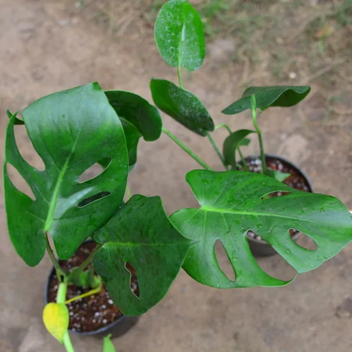 Monstera Deliciosa Plant -Plant Life Decor Shop Monstera 3